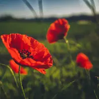 Photo #366